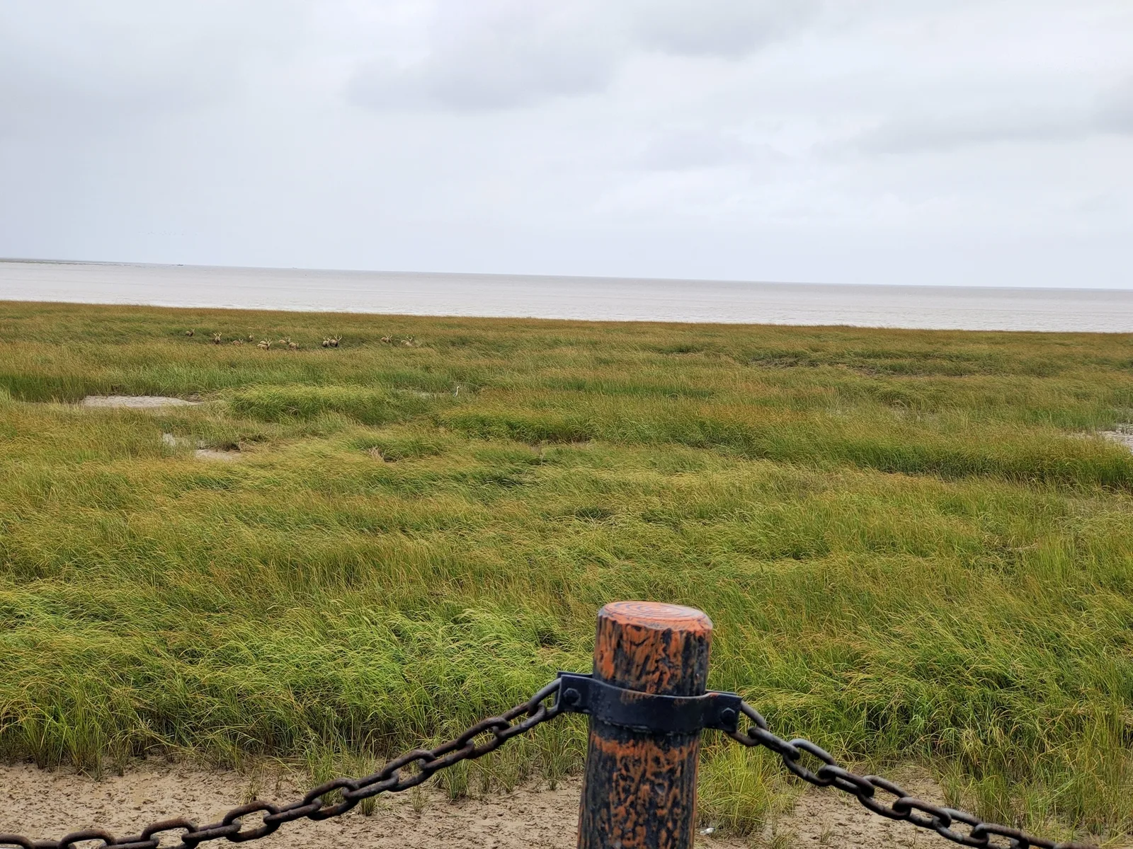 盐城荷兰花海线路